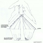 Tree well shelter diagram